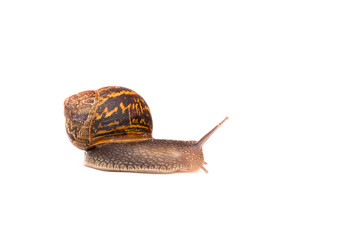 snail on a white background