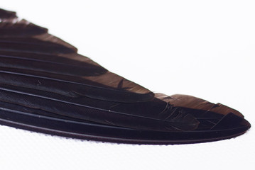 Swallow Bird Wings Over White Background © noorhaswan