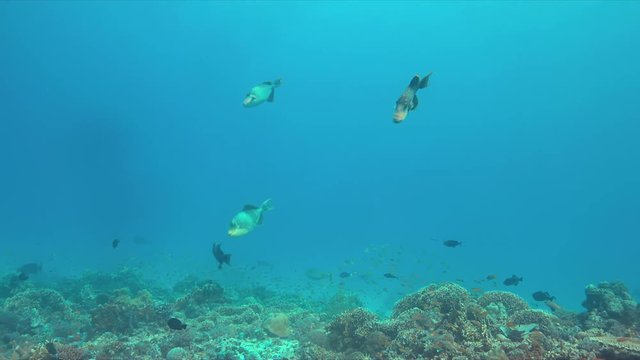 Yellowmargin Triggerfish on a colorful coral reef. 4k footage