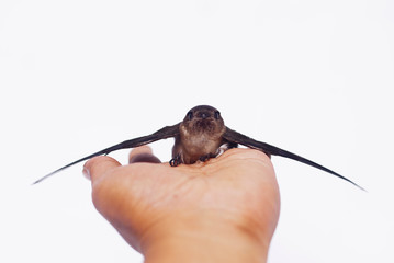 Swallow Bird On Human Hand Over White Background © noorhaswan