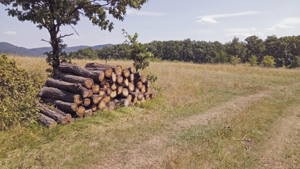 wood stock pile in the forest