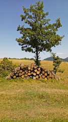 wood stock pile in the forest