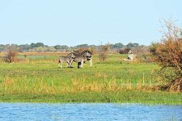 Obraz na płótnie Canvas Zebras in the Okavango delta, Botswana