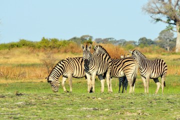 Fototapeta na wymiar Zebras in the Okavango delta, Botswana