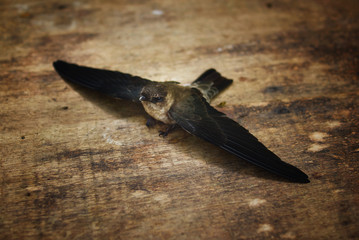 Isolated Swallow Bird On Wooden Table © noorhaswan