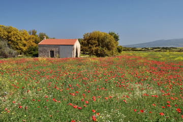 Blumenwiese in Sardinien