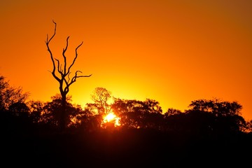 Sunset in the Okavango delta at sunset, Botswana