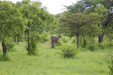 Wild deer in the Selous Game Reserve, Tanzania (Africa)