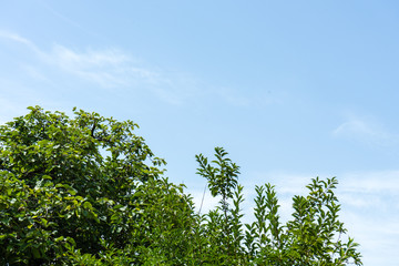 green tree in daylight with blue sky