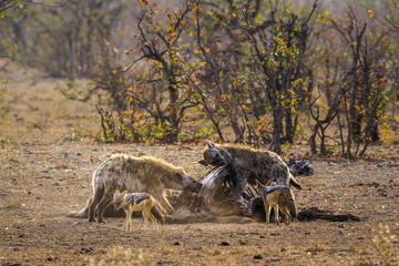 Spotted hyaena and Black-backed jackal in Kruger National park, South Africa