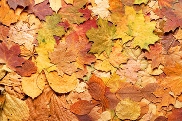 Autumn leaves in forest. Seasonal background.
