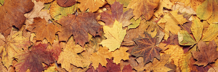 Seasonal autumn background of colorful leaves.