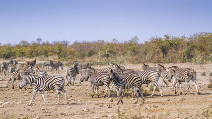 Naklejka na ściany i meble Plains zebra in Kruger National park, South Africa