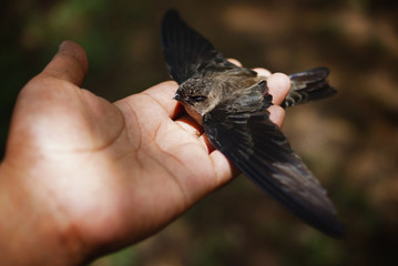 Swallow Bird On Human Hand © noorhaswan