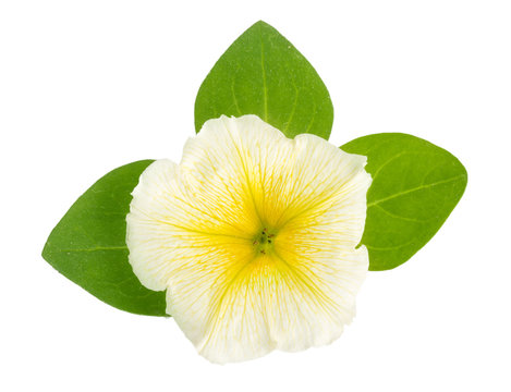 yellow flower of petunia with green leaves isolated on white background