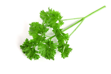 Curly parsley isolated on a white background