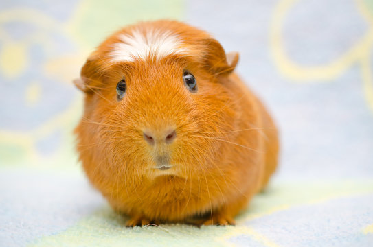 Cute funny-looking guinea pig against a bright background (selective focus on the guinea pig eyes)
