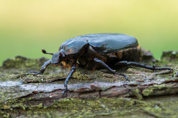 hermit beetle - Osmoderma eremita
