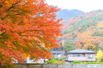 Obraz premium Autumn color change is season colorful, with red and yellow leaves alternates, beautiful nature moutain background in Kanto region at Kawaguchiko, Kyoto, Japan.