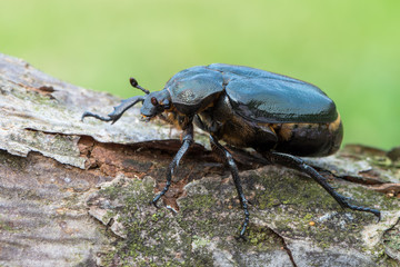 hermit beetle - Osmoderma eremita