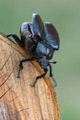 hermit beetle - Osmoderma eremita