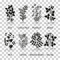Legumes plants with leaves, pods and flowers. Silhouette icons with reflection on transparent background. Vector illustration.