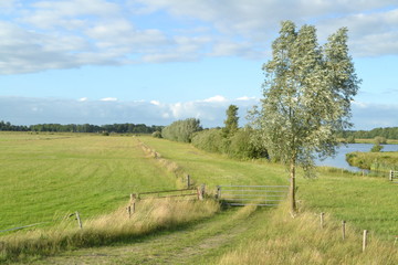 Fototapeta na wymiar pad door weilanden met afrastering en oever met wilgen aan een waterplas bij de rivier de Vecht in het Vechtdal