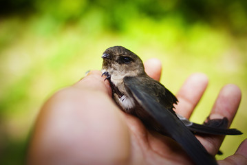 Swallow Bird On Human Hand © noorhaswan
