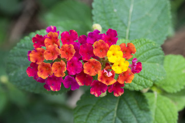 Lantana camara in bloom