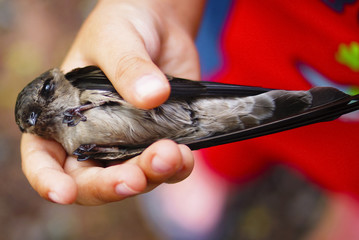 Swallow Bird On Human Hand © noorhaswan