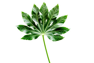 Big leaf of tropical plant on white background top view copyspace