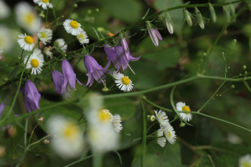 Butterfly and clover as a single system