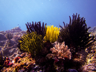 Die Unterwasserwelt des Komodoarchipels - Kleine Sundainseln - Indonesien