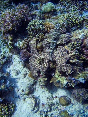 Naklejka na ściany i meble Die Unterwasserwelt des Komodoarchipels - Kleine Sundainseln - Indonesien
