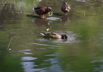 Duck Dips Head in Water