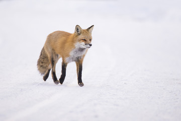 Red fox in winter