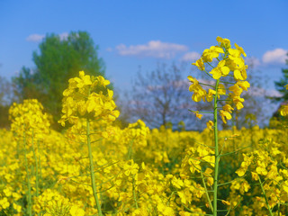 Obraz premium Bright yellow rape flowers in a rape field