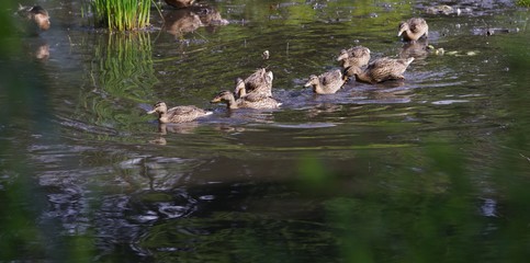 Duck Family