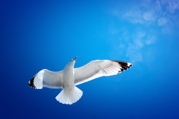 Aufwärts fliegende Möwe