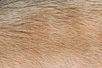 Pig skin and hair