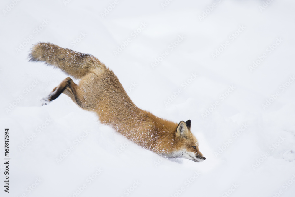 Sticker Red fox in winter