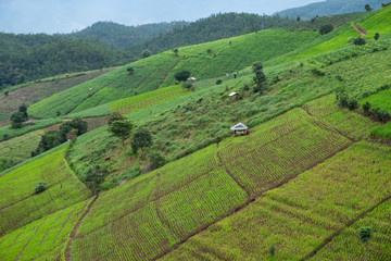 Corn fields on mountain slopes.