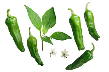 Shishito peppers as elements, paths for each
