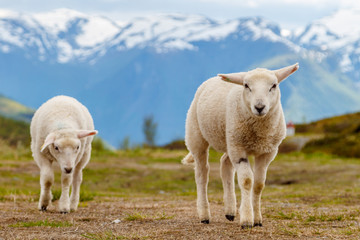 Lambs graze on the background of mountains