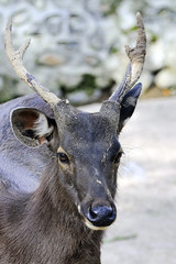 Close up deer picture