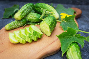 Fresh green cucumbers on a twig
