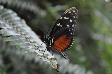 Obraz premium Schmetterling