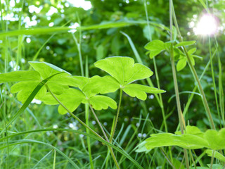 Close up of Fresh Green Leaves of Aquilegia Columbine Plants on Green Background