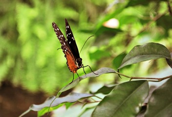Schmetterling
