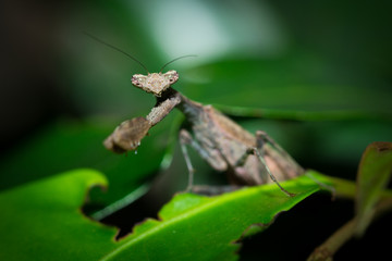 The brown mantis.